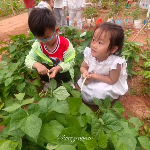 豆趣横生 ——友谊幼儿园小七班 农耕班本课程