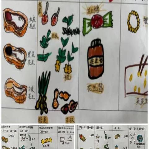 花生奇遇记 ——友谊幼儿园小八班 农耕班本课程