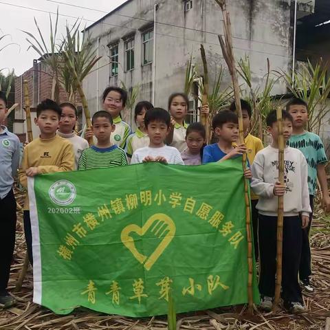 柳明小学自愿服务队青青草芽小队积极助农，勤劳收割甘蔗