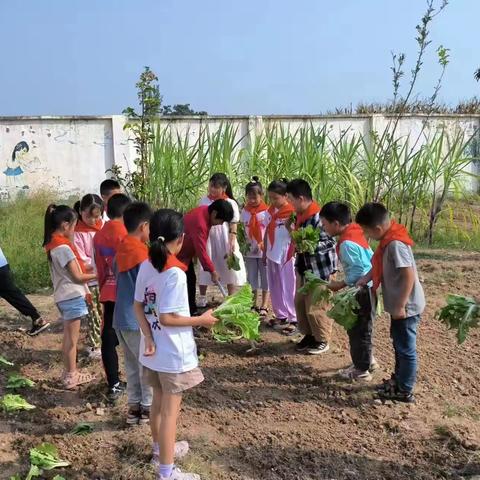 劳动励心智 实践促成长                 ——马铺镇中心小学劳动实践活动