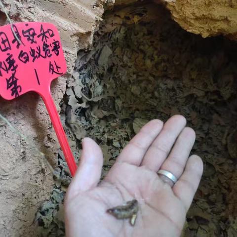 深耕细治除蚁患 大田水利筑坚防