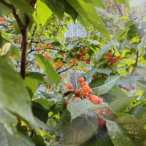 樱桃采摘  快乐分享—南道小学樱桃采摘活动纪实