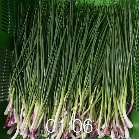 龙牧5月29日惠州碧桂园学校配送情况