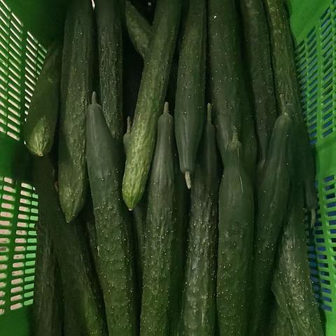 龙牧2013年9月15日配送标准情况