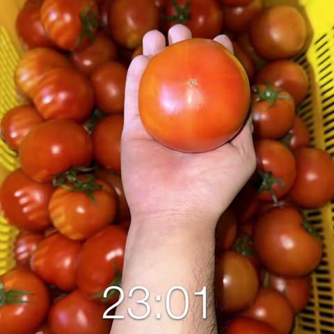 3月13日广州凤凰城学校食材标准