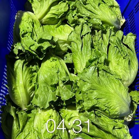 凤凰城4.17号食品配送情况