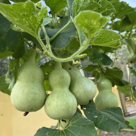 葫芦，哇！—琉璃寺镇中心幼儿园中二班美工区观察记录