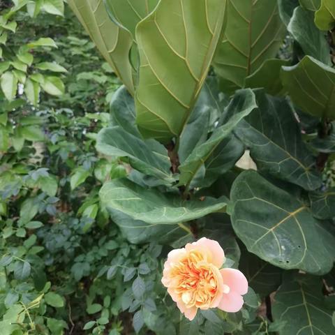 春暖花开   数物生地---道周中学名师送教达志中学