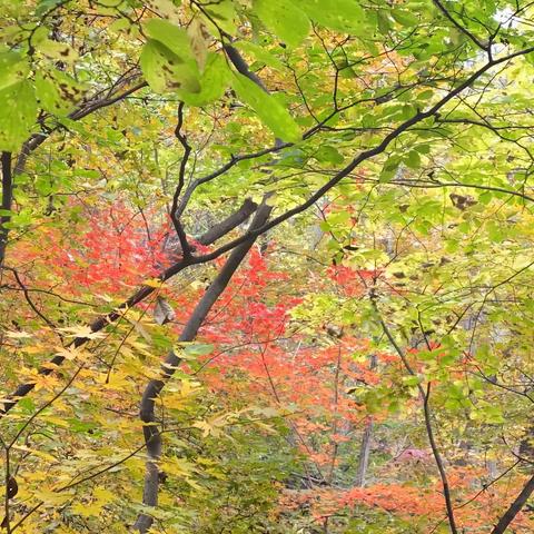 金童年幼儿园～秋季🍂保健温馨小提示