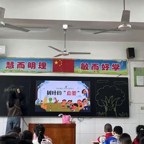 🍂树叶里藏着 "小血管"——南阳市第三小学封老师美术公开课