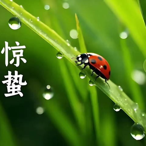 “ 春雷响 ·万物苏 ” 察尔森幼儿园惊蛰主题活动