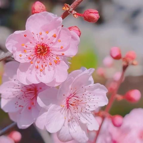 绘画活动《桃花开了》——【济宁高新技术产业开发区黄屯中心幼儿园】中一班