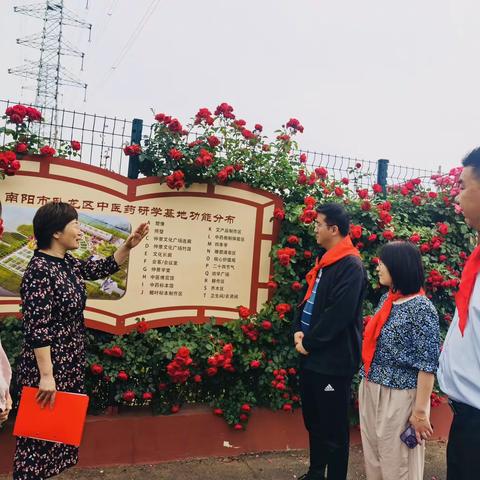 立夏·探秘金银花——南阳市第五完全学校教育集团中医药项目化学习