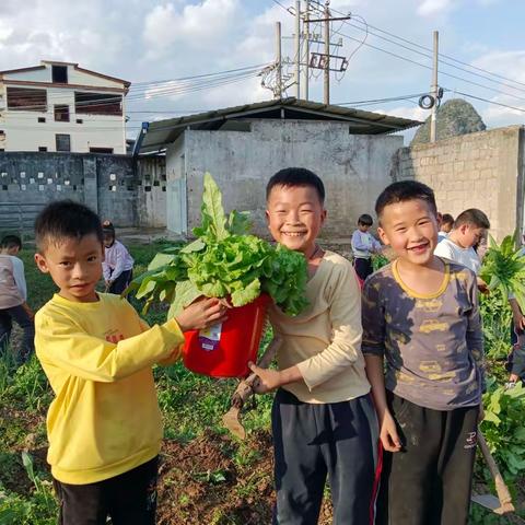 “蔬”香为伴，“勤”满校园 ——阳朔县白沙镇遇龙小学开展蔬菜采摘劳动实践活动