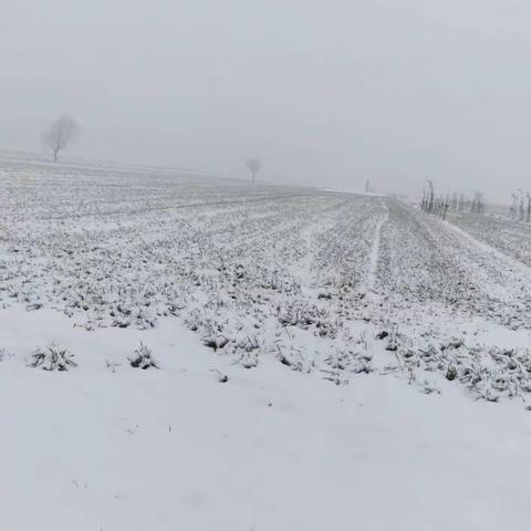 瑞雪兆丰年，扫雪暖意浓---坨里小学学生扫雪活动纪实