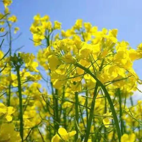 绘画《“油”你“菜”美》——艳红幼儿园大一班