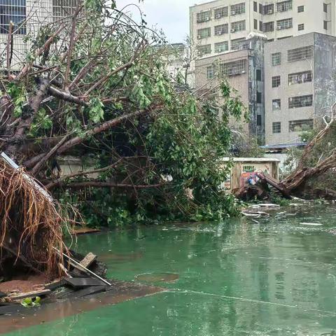 海口市丘浚学校台风“摩羯”善后统计
