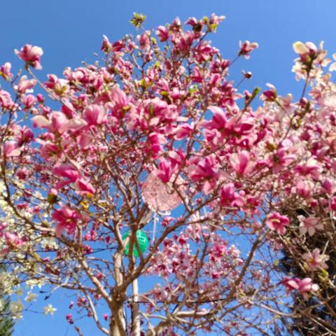 邯城三月，与时光共舞的诗行