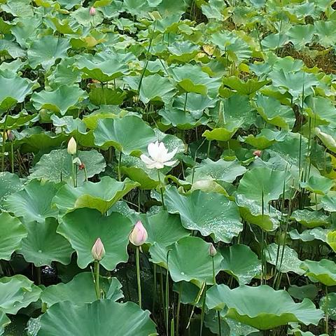 蝉鸣夏日长，书香伴身旁——东方四小第八期和融朗读者三年级组教师风采展