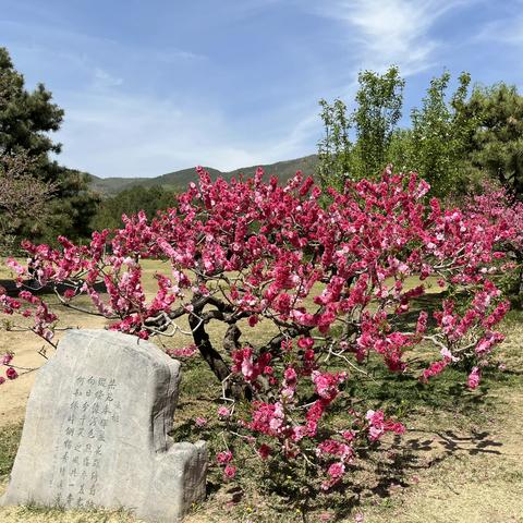 从“北京植物园”到“国家植物园”的三次游记（三）