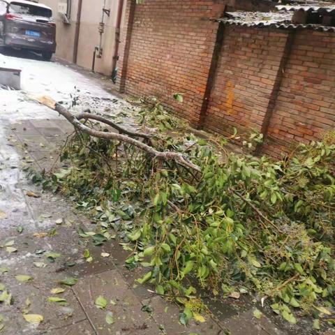 【一社区一特色】小寨路街道长安大学社区【苔花微服务】“民呼我行”及时处理居民急难事