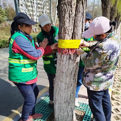 【诗画涉县 精彩住建】县住建局：园林有“妙招”防虫正当时