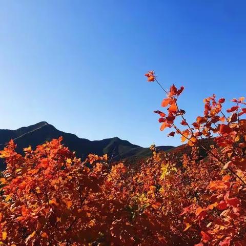 战友户外11月3日蓟州溶洞红叶节