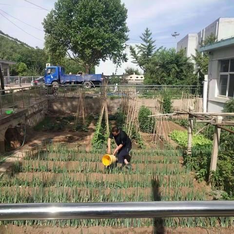 我们的菜园绿意盎然