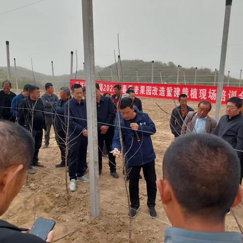 春季老果园改造重建栽植培训会