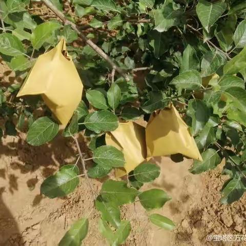 南泥湾镇苹果夏季管理套袋