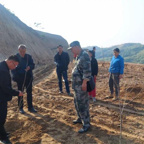 宝塔区果业局副局长雒峰到冯庄乡培训苹果树栽植技术