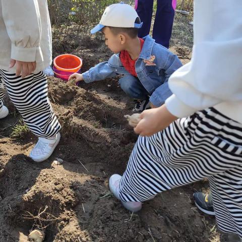 大庆市让胡路区银浪街道平安社区开展“迎旅发我助力”红薯种植活动