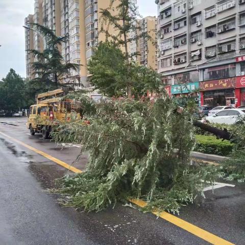 园林绿化总公司积极做好雨后苗木绿化管护工作