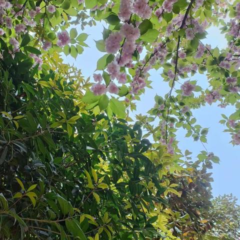 【课程故事】植物拓印🍀——中二班（副本）