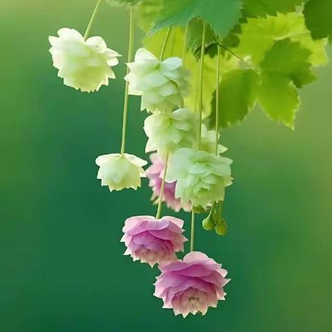 高一政治备课组活动记录