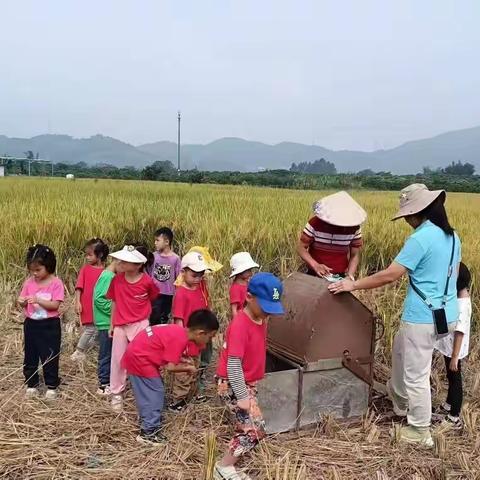 从化割水稻、砍甘蔗、捉泥鳅、磨豆浆、品尝烧鸡、玩水一天亲子游