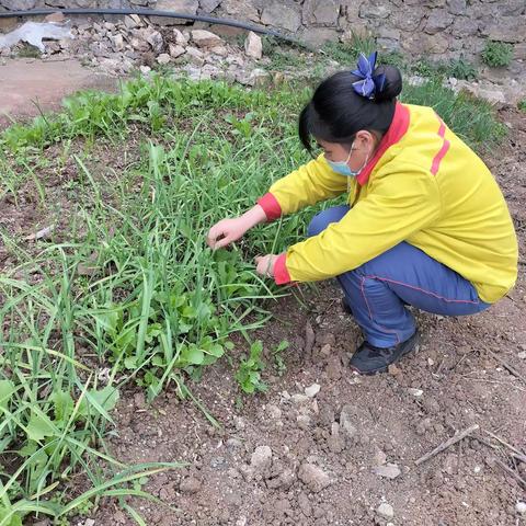 曲靖公司广汇加油站员工利用空余时间对小菜园进行打理，种植各种蔬菜。