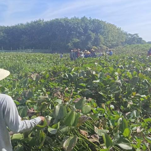 南宝镇组织巡河员开展清理水浮莲常态化行动