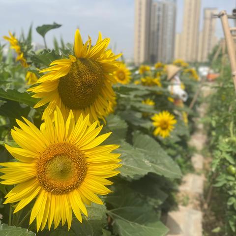 耕读并重润新芽 五育共举惠银娃——安宁区银滩路小学首届校园采摘节