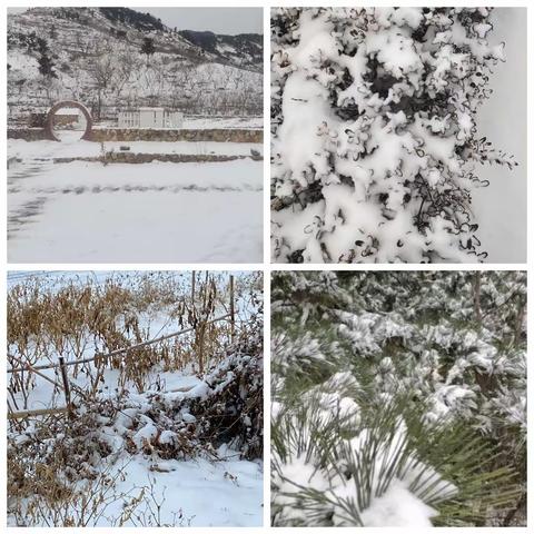 【我为群众办实事】天麻林场：清雪暖人心，林场在行动