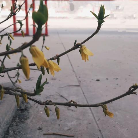 许河乡崔园子小学第四周工作动态3.18-3.22