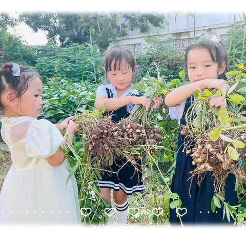 遇见花生，好事“花”生 ——棒棒幼儿园自然食育课之花生的㊙️密