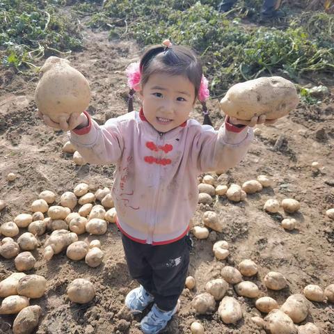 薛家湾第十二幼儿园中四班国庆节收秋记