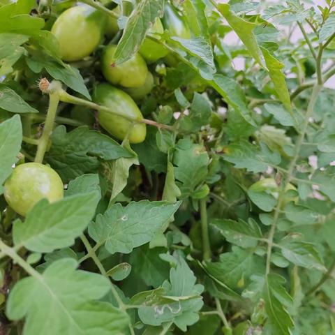 五育促发展，劳动助成长——周至县马召镇群联小学劳动教育实践活动纪实