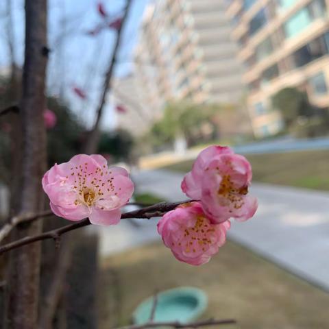 “精益学习促成长，逐梦致远正当时”南岸区第八期园长任职资格第五次集中培训剪影