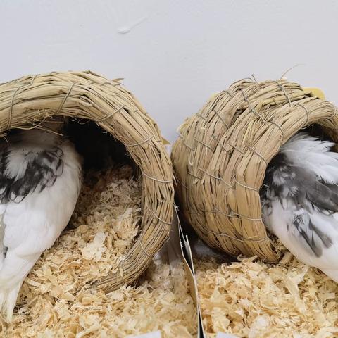 【小鸟日记3】 喂食物 2024年10月10日 刘兴邦