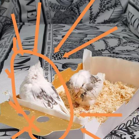 【小鸟日记5】 小鸟晒太阳 2024年10月12日 刘兴邦