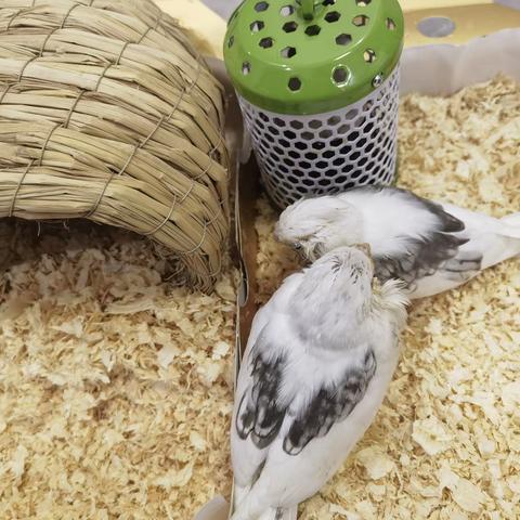 【小鸟日记6】 命悬一线的小鸟 2024年10月13日 刘兴邦