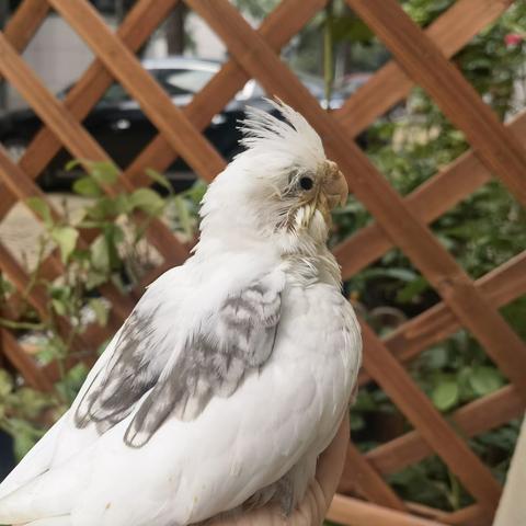 【小鸟日记4】 小鸟隐藏的羽毛 2024年10月11日 刘兴邦