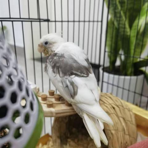 【小鸟日记9】 挑剔至极的三皇 2024年10月17日 刘兴邦